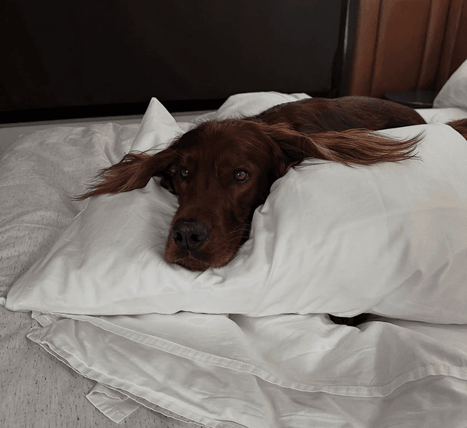 PET FRIENDLY HOTEL ROOMS